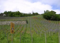 Vigna della Valle d'Aosta, Chambave.  - © Patafisik - CC BY-SA 3.0 - Wikipedia