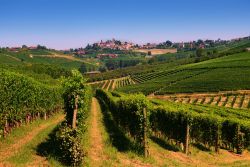 Vigneti di Neive con il borgo sullo sfondo, Piemonte.
