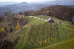 Vigneti nei pressi di Brezice, Slovenia. Da tempo in questa località della Slovenia si apprezza il buon vino prodotto dalle uve dei vigneti che si estendono sulle colline attorno al paese.



 ...