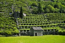 Vigneti tra Verres e Pont Saint Martin in Valle d'Aosta - © FocusLuca / Shutterstock.com