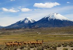 Vigogne al pascolo nel Parco Nazionale di Lauca, nella regione di Arica nel nord del Cile - © Inga Locmele/ Shutterstock.com