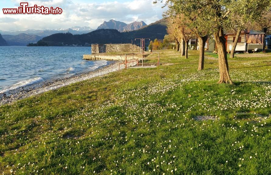 Immagine Pilzone (Lombardia): il campeggio sul Lago d'Iseo 