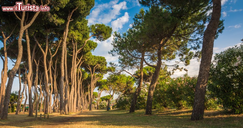 Immagine Pineta nei pressi della spiaggia di Roseto degli Abruzzi, Teramo.