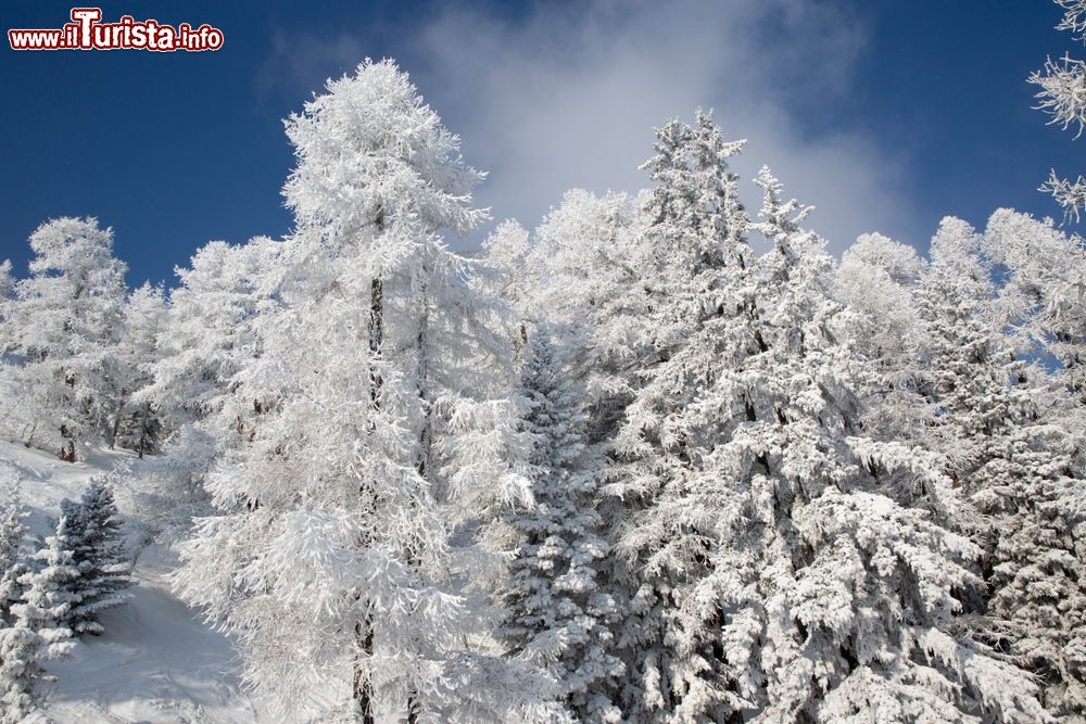 Immagine Pini innevati a Villaroger nei pressi di Les Arc, Alpi, Francia. Siamo nel cuore della valle del fiume Isere.