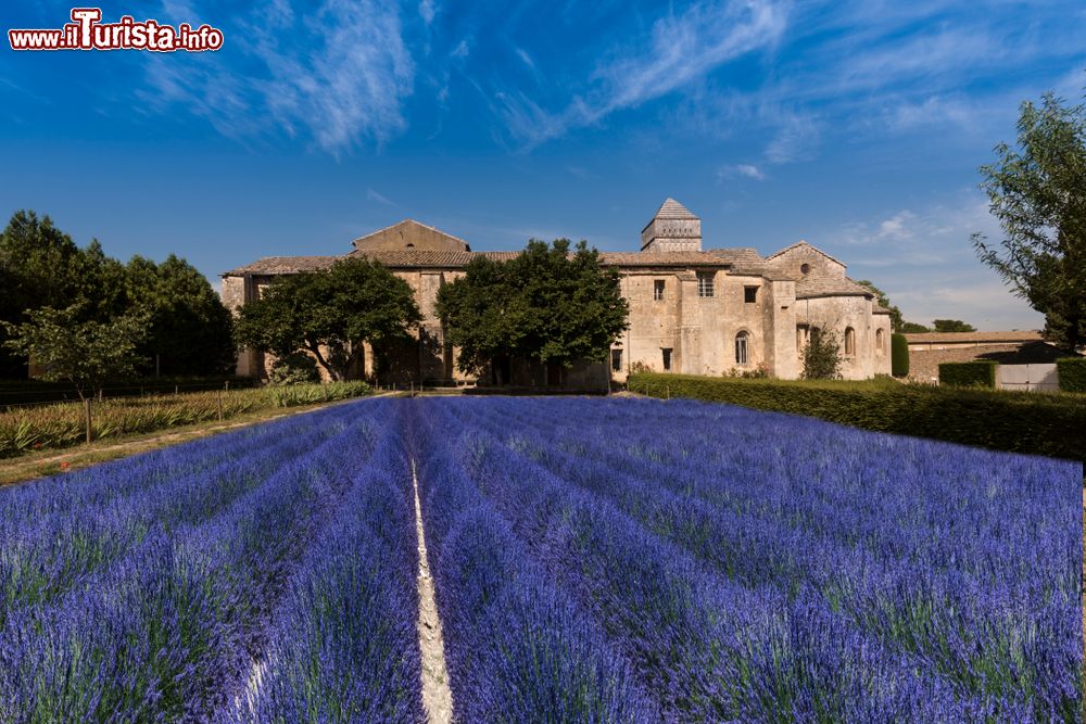 Immagine Un pittoresco campo di lavanda in fiore al monastero di Saint-Paul de Mausole, Saint-Remy-de-Provence (Francia).