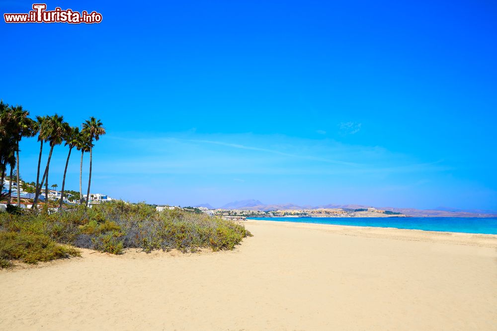 Immagine La bella Playa Costa Calma a Fuerteventura, isole Canarie, Spagna. La vegetazione con palme fa da cornice a questo tratto di litorale.