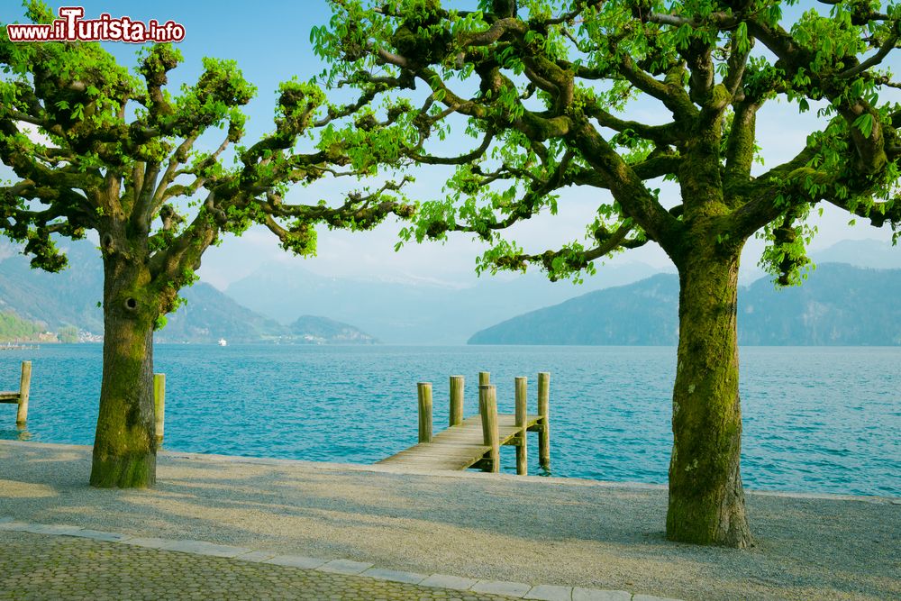 Immagine Pontile in legno e alberi sul lago di Lucerna a Weggis, Svizzera.