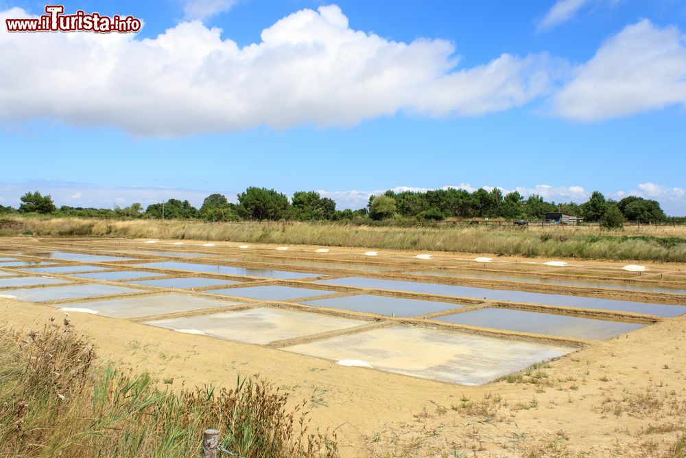 Immagine Pozze di acqua salata in essicazione sull'isola d'Oleron, Francia.