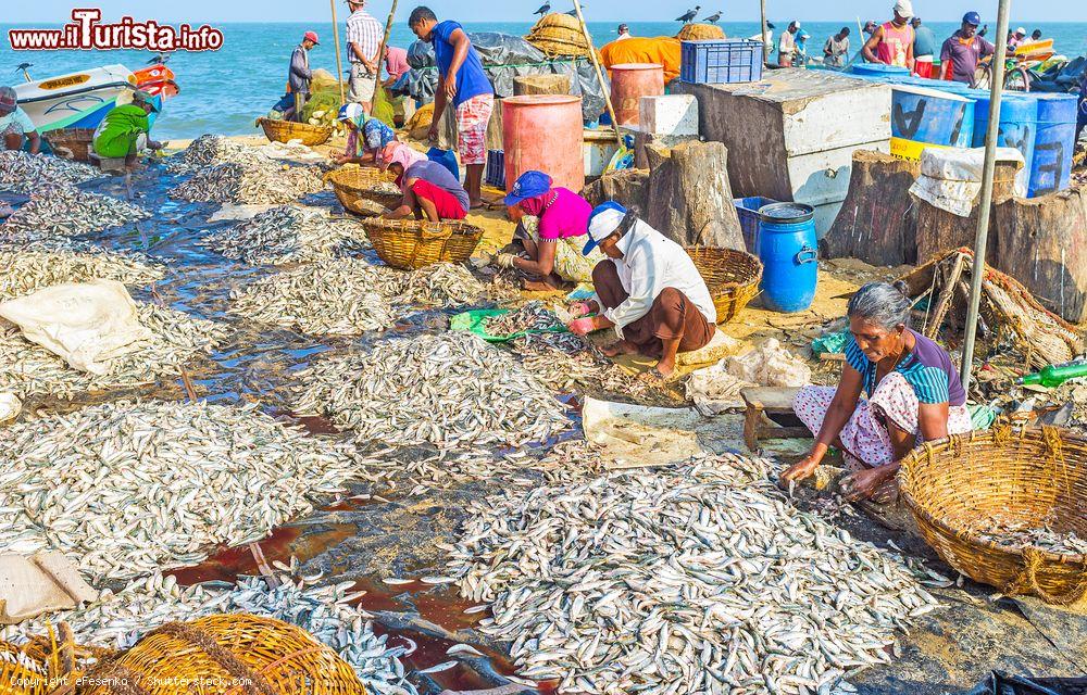 Immagine Lavoratori addetti alla pulizia del pesce sulla spiaggia di Negombo (Sri Lanka) prima che sia venduto al Main Fish Market - © eFesenko / Shutterstock.com