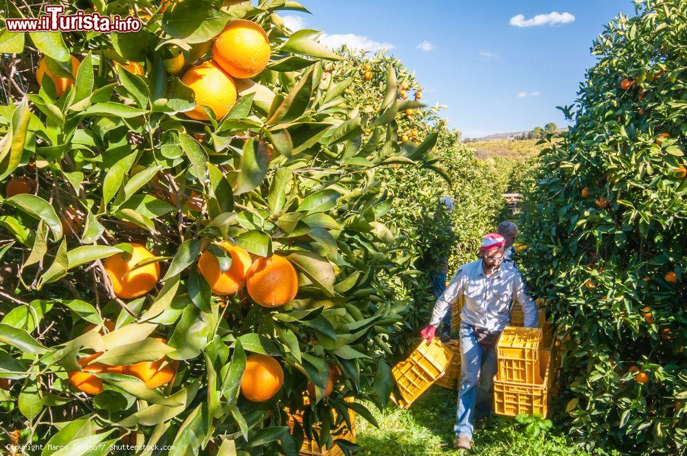 Immagine La raccolta delle arance in un agrumeto vicino a Francofonte in Sicilia - © Marco Ossino / Shutterstock.com