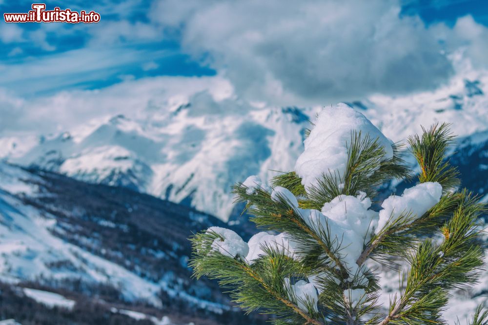 Immagine Rami di pino innevati in Val Cenis, Francia. Sullo sfondo, le Alpi ricoperte dalla neve.