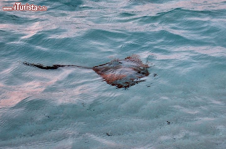 Immagine Una razza vicino alla riva della spiaggia di Asdu alle Maldive, Atollo di Malé Nord.