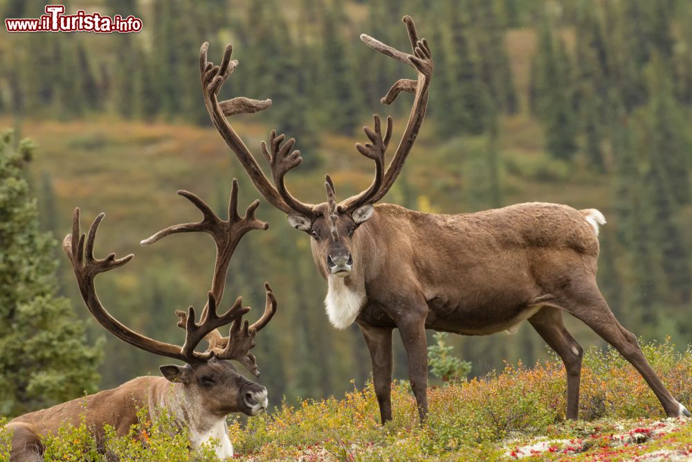 Immagine Renne (o caribù) nel Parco Nazionale di Denali, Alaska.