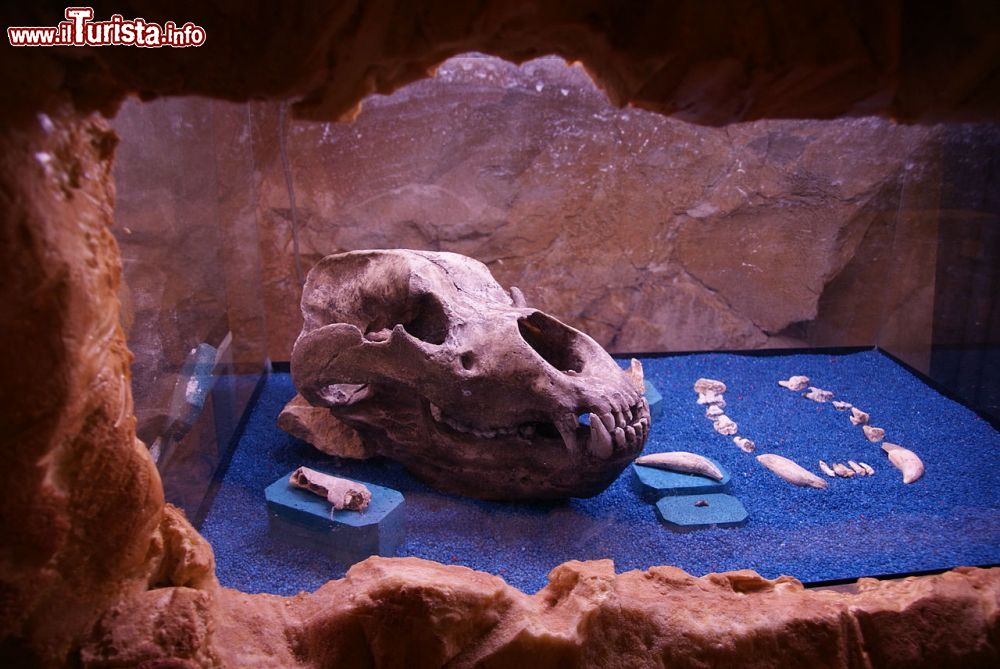 Immagine Reperti paleontologici nella Grotta di San Giovanni d'Antro vicino a Pulfero   - © Aconcagua, CC BY-SA 3.0, Wikipedia