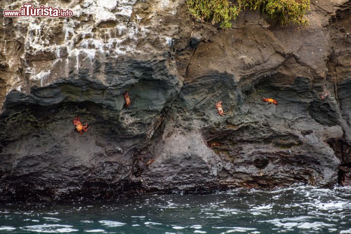 Immagine Granchi sulla costa rocciosa dell'isola di Bartolomè, Galapagos. L'isola prese il nome da Bartholomew James Sullivan un luogotenente della marina britannica, che faceva parte della spedizione di Darwin del 1836 © Anton_Ivanov / Shutterstock.com