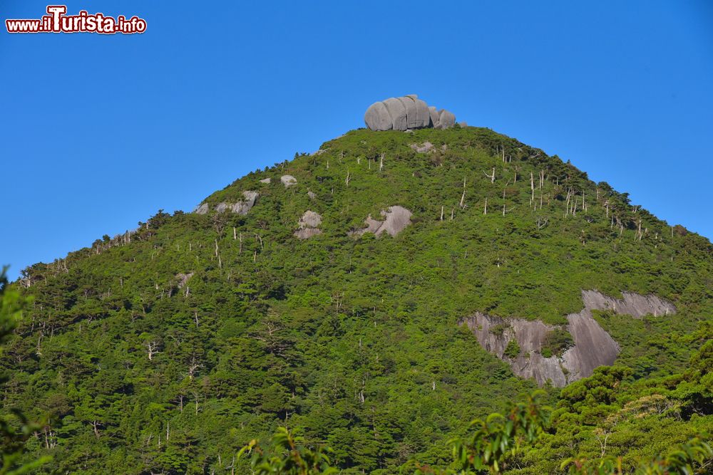 Immagine Roccia ricoperta da vegetazione sull'isola di Yakushima, Giappone.