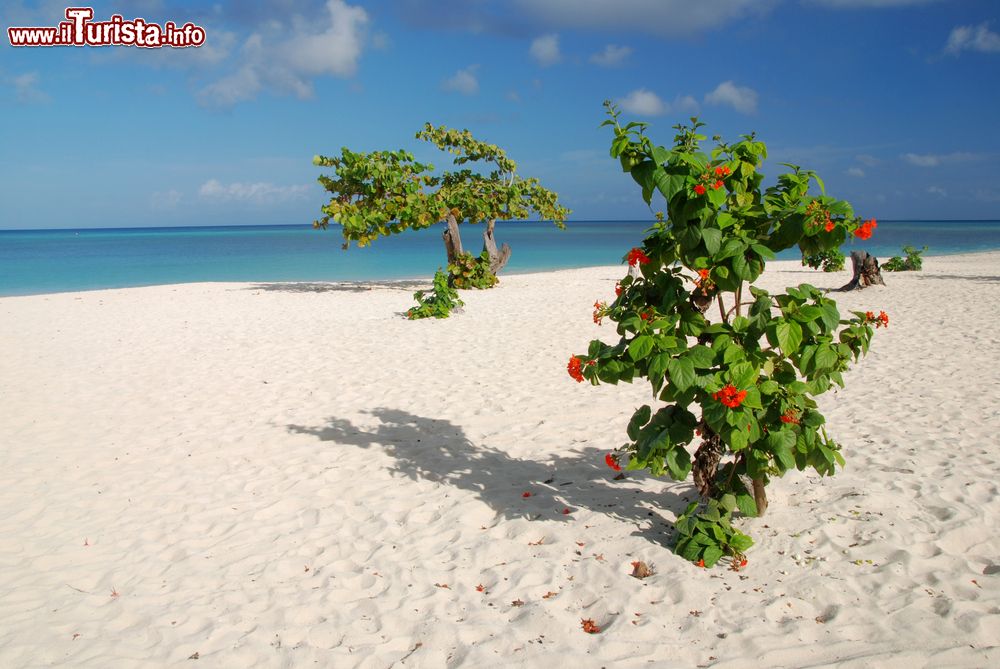 Immagine La sabbia bianca della spiaggia di Guardalavaca (Cuba). Siamo nella provincia di Holguìn, nell'oriente cubano.