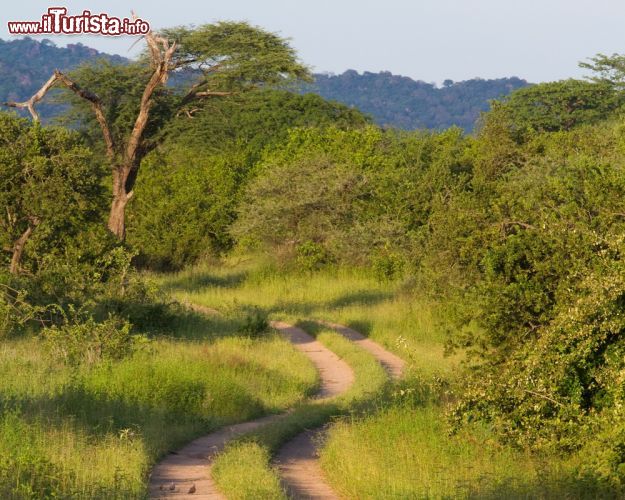 Immagine I safari nel parco di Ruaha sono fra i più interessanti di tutta la Tanzania: da fine maggio a fine novembre si possono avvistare predatori e grandi mammiferi mentre il periodo che va da dicembre a marzo è quello migliore per il birdwatching. Per gli amanti degli animali questo angolo d'Africa, rimasto praticamente incontaminato per molti secoli vista la difficoltà di accesso, rappresenta un vero e proprio paradiso naturale: qui si trova la più alta concentrazione di elefanti dell'Africa orientale, licaoni e kudu, rettili e anfibi e oltre 570 specie di uccelli - © Villiers Steyn / Shutterstock.com