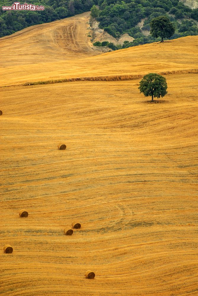 Immagine Scorcio della campagne di Seggiano in Maremma