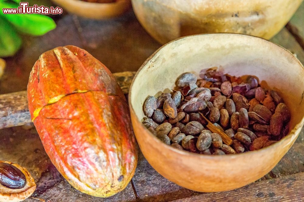 Immagine Semi di cacao a Grenada, Caraibi. Ingrediente base per la produzione di cioccolato, hanno numerose proprietà benefiche.