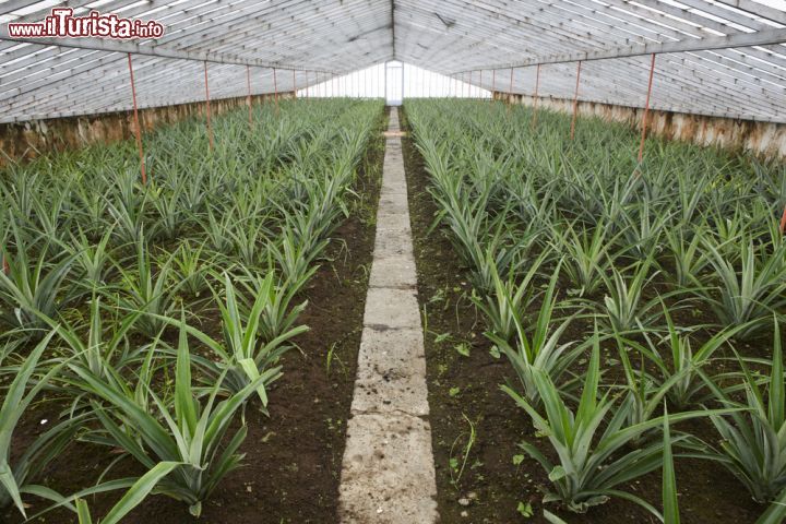 Immagine Una serra con coltivazione di ananas sull'isola di Sao Miguel, Azzorre, Portogallo - © 309585917 / Shutterstock.com