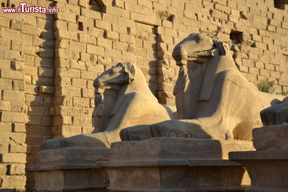 Immagine Due sfingi con le teste d'ariete all'ingresso del complesso templare di Karnak (Luxor, Egitto).