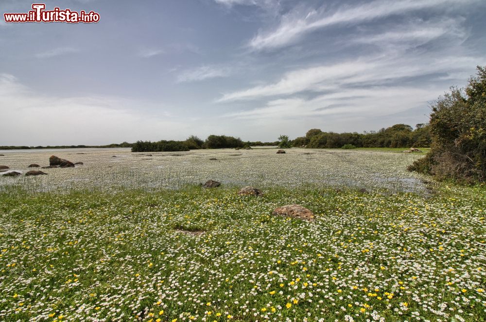 Immagine Fioritura nello stagno di Pauli Maiori in Sardegna, Capidano di Oristano, Palmas Arborea