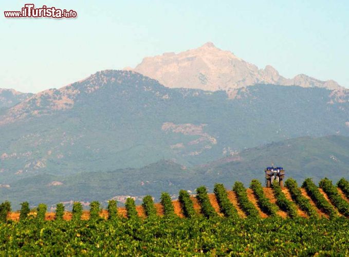 Immagine Vitigni ad Aleria, Corsica - la Corsica ha una lunga e importante tradizione vinicola che deriva dai tempi dell'antica Grecia. Aleria, insieme ad Ajaccio, Porto Vecchio e altre località, è una delle maggiori tappe enogastronomiche dell'isola.  - © bensliman hassan / Shutterstock.com