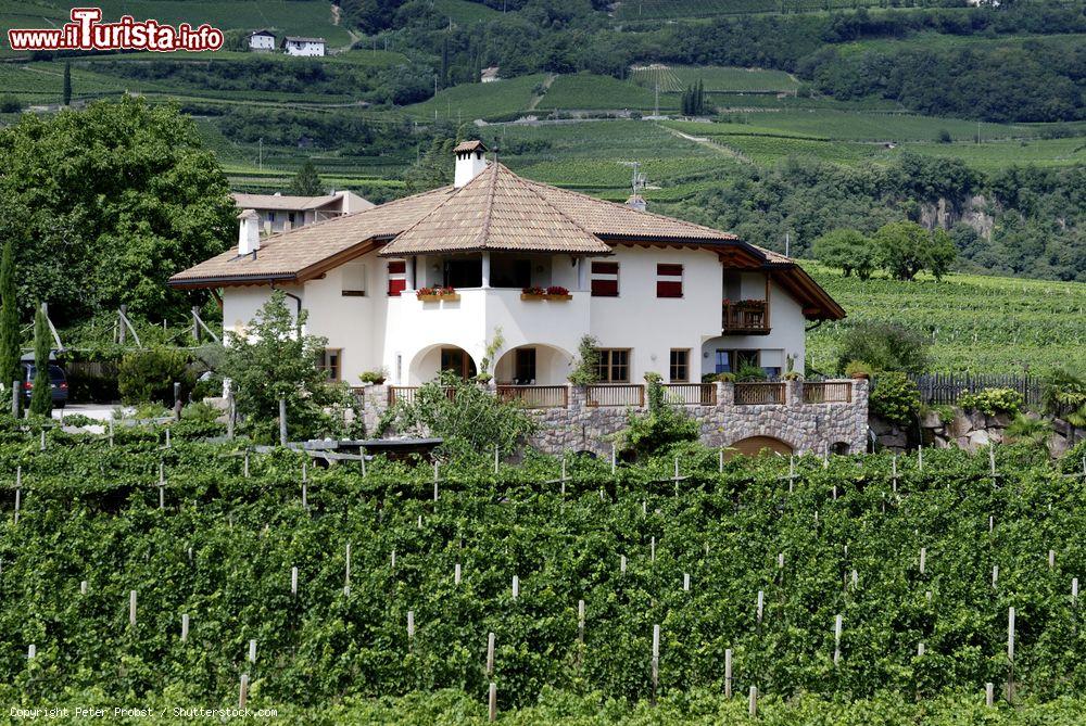 Immagine Un vigneto a Termeno sulla Strada del Vino in Alto Adige - © Peter Probst / Shutterstock.com