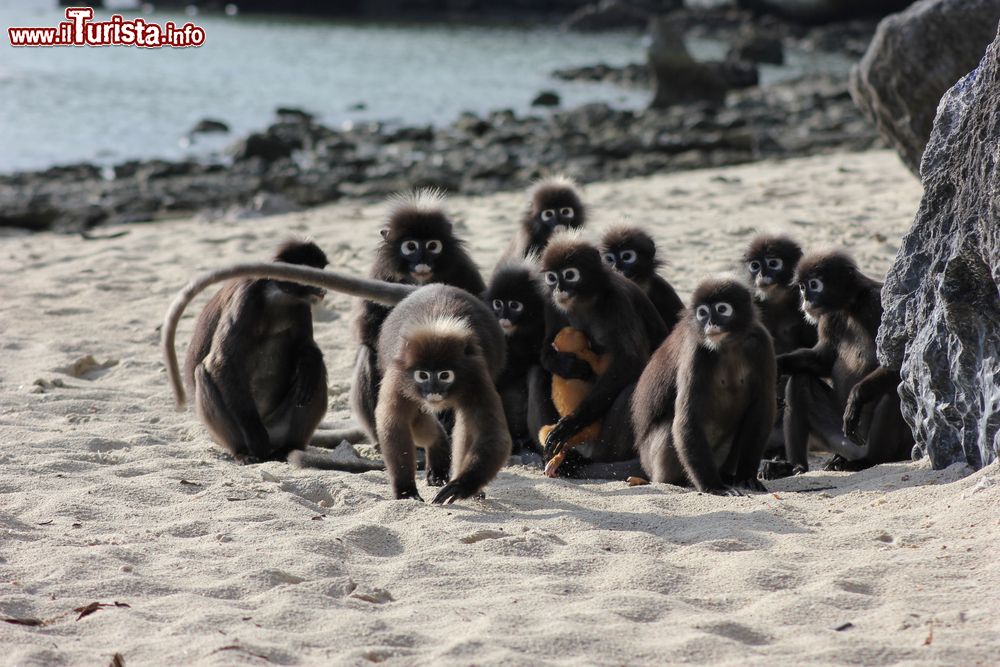 Immagine Una famiglia di simpatici langur dagli occhiali su una spiaggia di Samui, Thailandia.