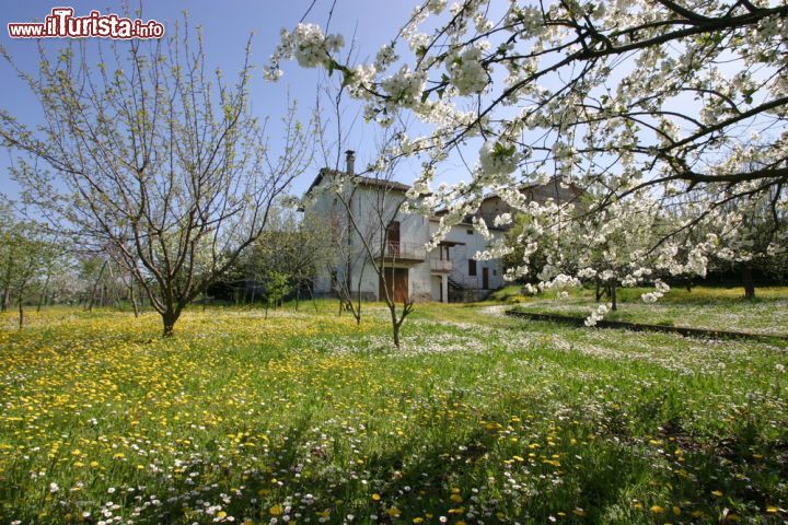 Immagine Le campagne intorno a Gazzola fotografate in primavera - © Luca Grandinetti / Shutterstock.com