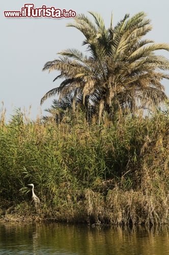 Immagine Il Sito di Al Baleed è uno dei porti più antichi dell'Oman, di epoca medievale, e rimane circondato da una natura rigogliosa - Copyright Ufficio del Turismo del Sultanato dell'Oman