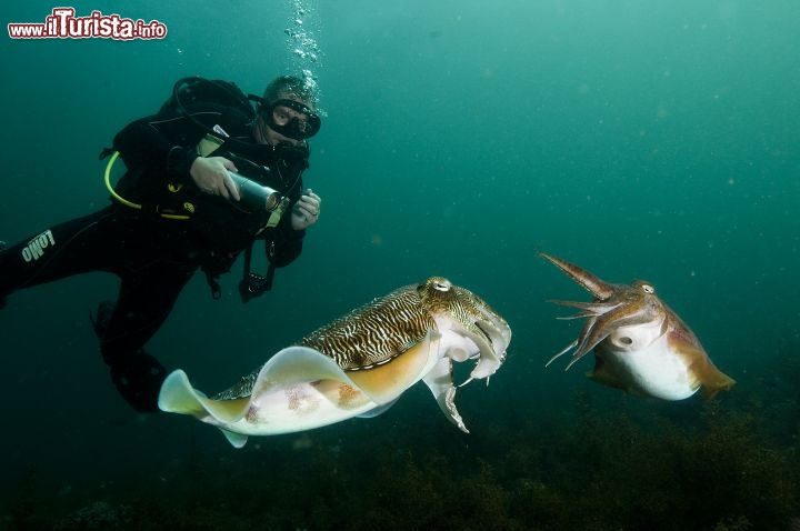 Immagine L'Oman è una meta adatta anche agli appassionati di immersioni e snorkeling - Copyright Ufficio del Turismo del Sultanato dell'Oman