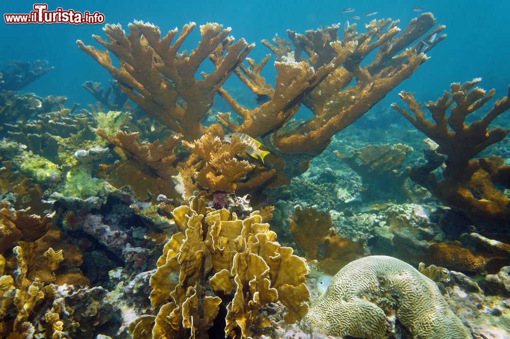 Immagine Snorkeling ed immersioni tra i coralli dell'isola di long Island alle Bahamas