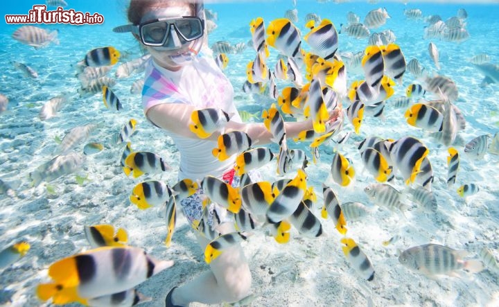 Immagine Nella laguna di Bora Bora (Polinesia Francese) lo snorkeling è tra le attività preferite dai turisti: centinaia di pesci tropicali diversi vi aspettano appena sotto la superficie dell'acqua, coi loro colori sgargianti. Potrete partecipare a immersioni organizzate dai resort o muovervi autonomamente. Tra i luoghi più adatti alle gite subacquee c'è il cosiddetto Aquarium, oltre l'estremità meridionale del Motu Pitiaau e del Sofitel Motu - © BlueOrange Studio / Shutterstock.com