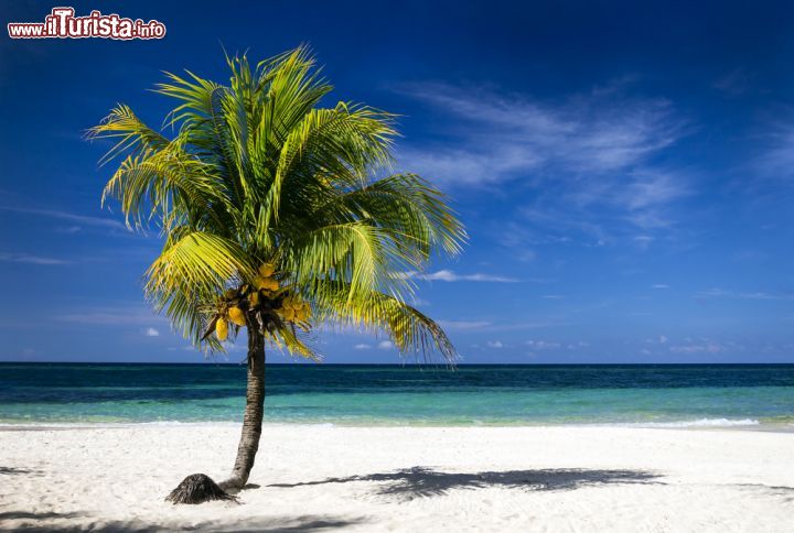 Immagine Spiaggia caraibica a Roatan, Honduras - Palme, sabbia bianca e mare turchese: il paradiso abita in questo angolo di Honduras © Michal Zak / Shutterstock.com