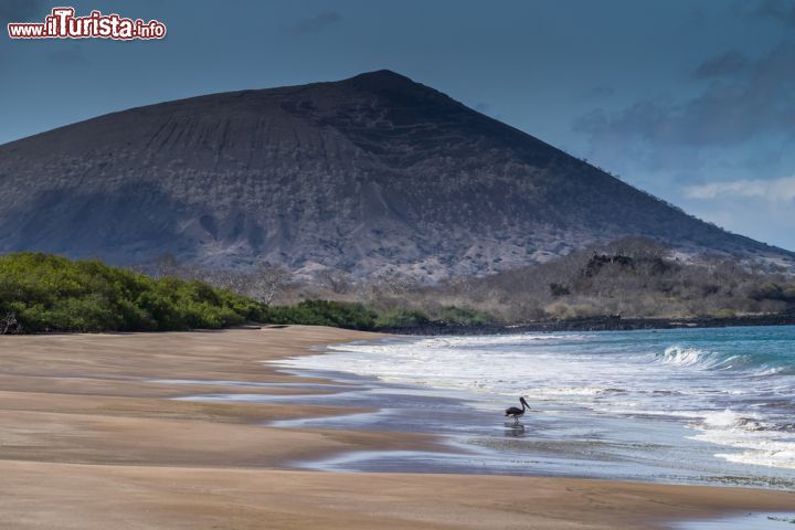 Immagine Nonostante l'aspetto invitante, e la loro posizione praticamente all'equatore, le Isole Galapagos non possiedono acque particolarmente temperate: le isole sono bagnate dalla fredda corrente di Humboldt e le acque specie nella stagione che va da giugno a novembre spesso creano dei fenomeni nebbiosi lungo le coste delle varie isole. Per chi vuole praticare lo snorkeling in questo periodo è meglio essere provvisiti di una muta subacquea che protegga dalle fresche acque (22 °C)  che bagnano le isole in questo periodo. Meglio nella stagione calda, che va da dicembre a maggio e vede salire le temperature delle acque a valori intorno ai 25 °C.  - © Gail Johnson / Shutterstock.com