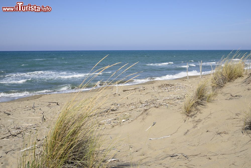 Immagine Spiaggia libera a Principina a Mare in Maremma, provincia di Grosseto