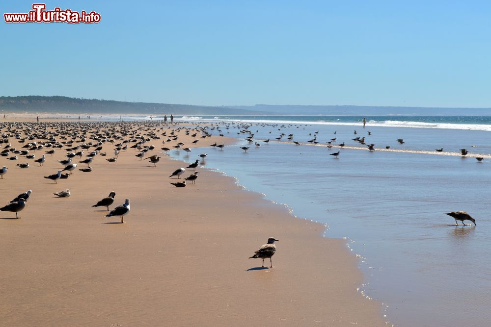 Immagine Spiaggia sull'Oceano Atlantico e gabbiani a Costa da Caparica, Portogallo. Sino agli inizi del Novecento questa località è stata niente più che un piccolo villaggio di pescatori con case basse e stradine; negli ultimi decenni le sue spiagge sono diventate invece le più frequentate nei dintorni di Lisbona.