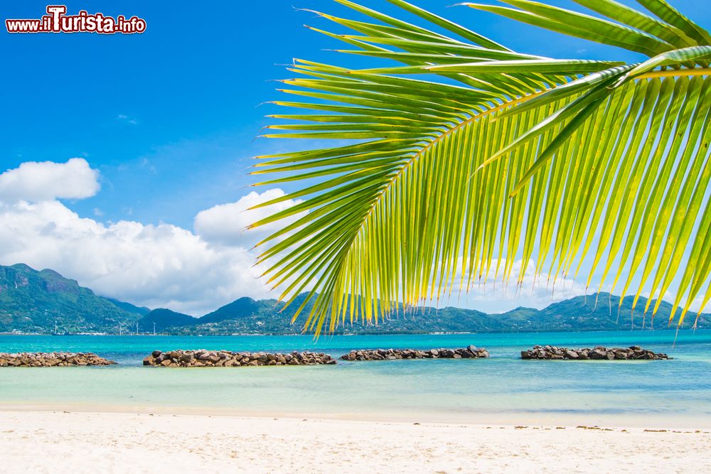 Immagine Spiaggia tropicale con palme sull'isola di Sainte Anne, Seychelles. L'isola prende il nome dalla data della sua scoperta, il giorno dedicato appunto a questa santa.