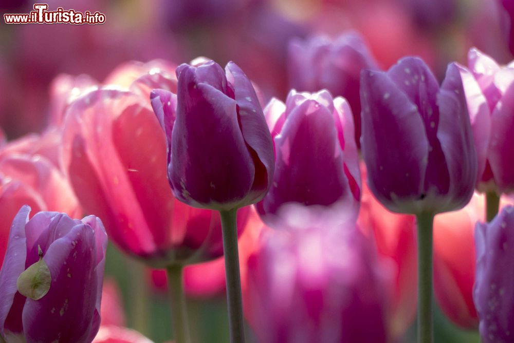 Immagine Splendidi esemplari di tulipani viola al castello di Pralormo (Piemonte). Foto Ludovico De Maistre.