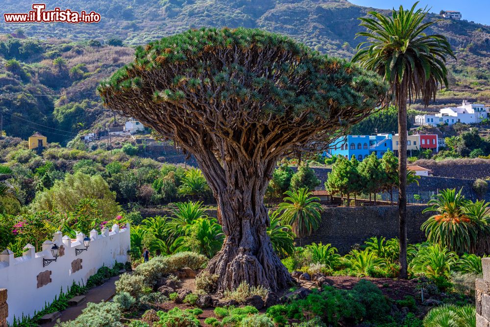 Immagine Uno splendido esemplare di dragon tree a Icod de los Vinos, Tenerife, Spagna. L'albero del drago è il simbolo vegetale di Tenerife e può raggiungere anche i 20 metri di altezza.