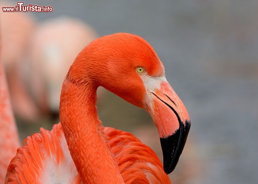 Immagine Uno splendido esemplare di fenicottero americano (Phoenicopterus ruber) a Inagua, Bahamas. Questa sottospecie del fenicottero maggiore vive esclusivamente nel continente americano, in Florida, alle Bahamas, nello Yucatan, nelle Galapagos e ai Caraibi.