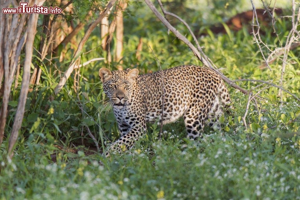 Immagine Uno splendido esemplare di leopardo africano all'Amboseli Park, Kenya. Assieme a leone, elefante, rinoceronte e bufalo, è uno dei "big five" che si può ammirare grazie anche alla scarsa vegetazione di questo territorio.