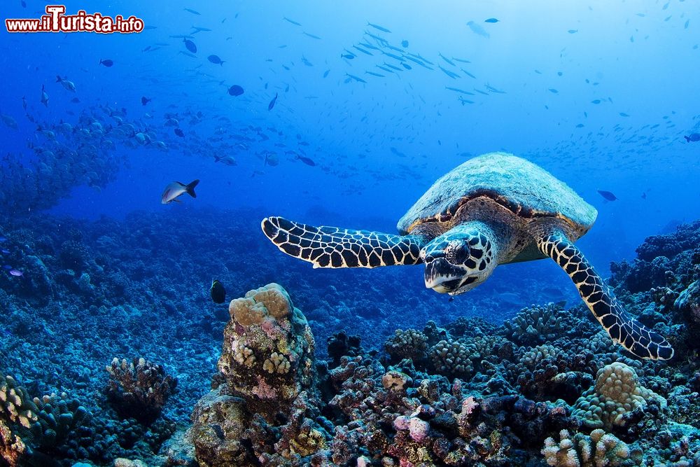 Immagine Uno splendido esemplare di tartaruga nuota nelle acque dell'arcipelago di Tuamotu, Polinesia Francese, nell'Oceano Pacifico.