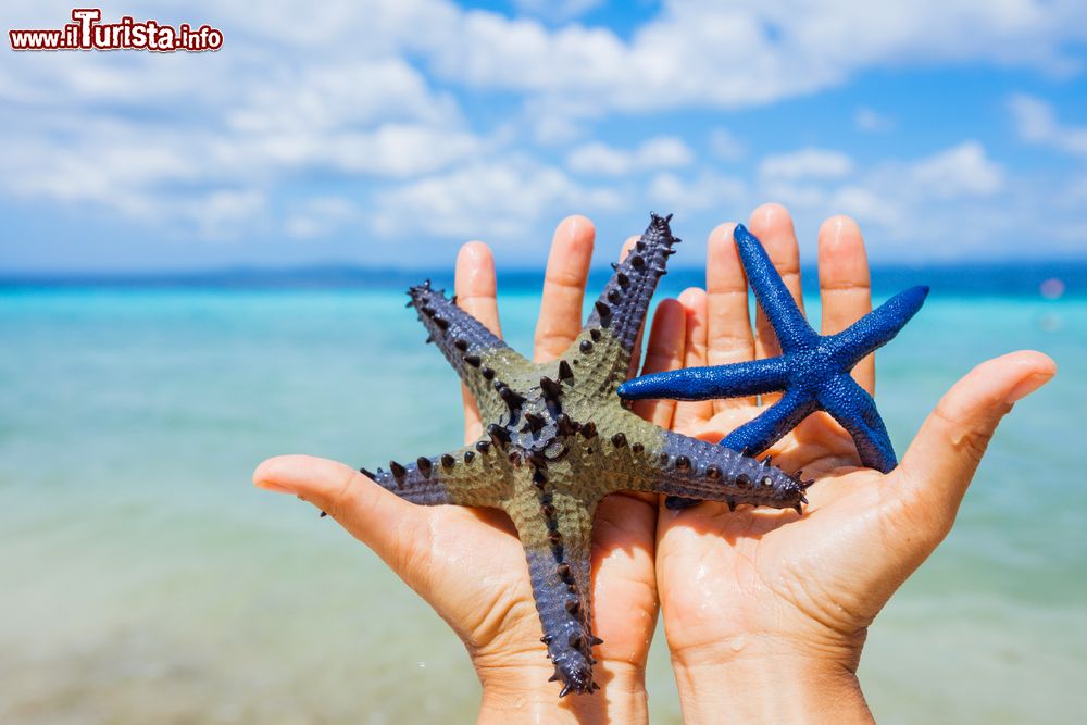 Immagine Due Stelle marine pescate nella laguna di Juan Dolio in Repubblica Dominicana