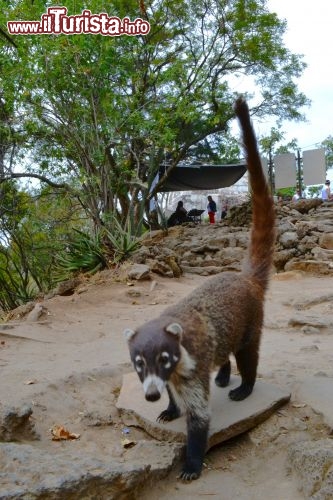 Immagine Tejón: nel sito archeologico del Tepozteco vive una simpatica colonia di tejones, conosciuti anche con il nome di Huatiz, il cui nome scientifico è Nasua Narica. Ormai abituati al contatto con l'uomo, non è raro vederli accapigliarsi per un po' di cibo gettato dai turisti.