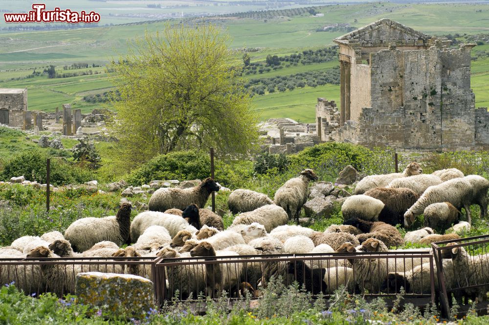 Immagine Il Tempio Capitolino e l'antica piazza del mercato di lato con un gregge di pecore in primo piano, Dougga, Tunisia.