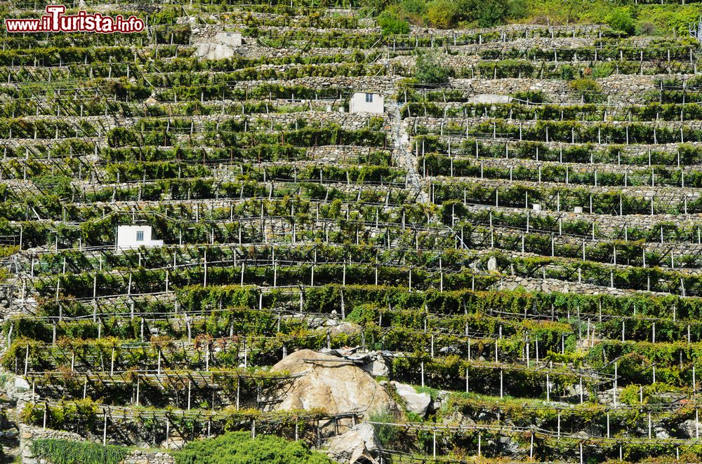 Immagine I terrazzi con vigne nei pressi di Arnad in Valle d'Aosta