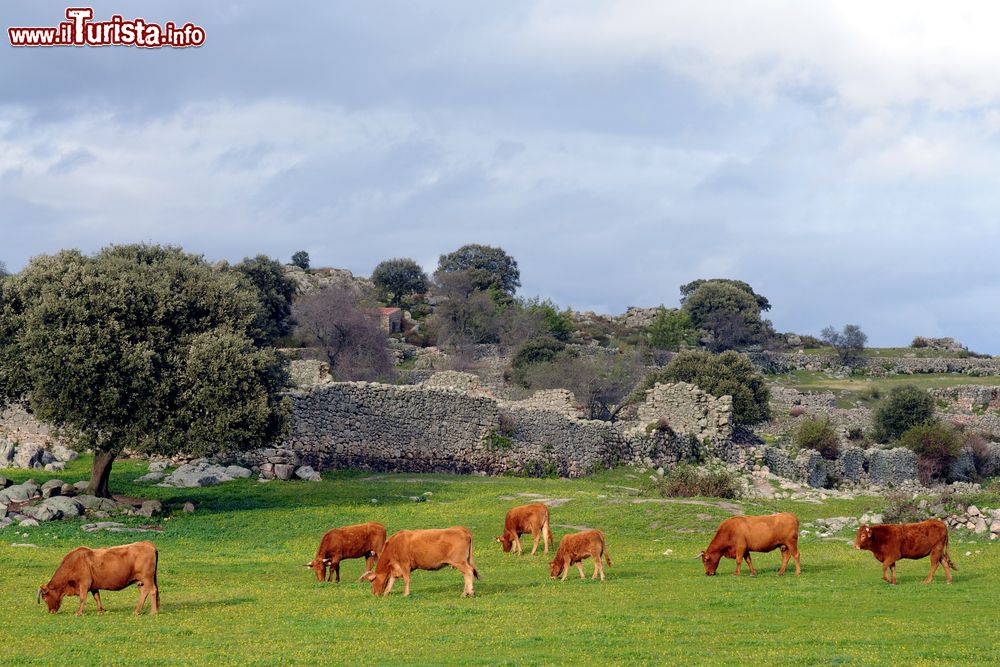 Immagine Tori al pascolo nelle campagne di Trujillo, Spagna. Siamo nella Comunità Autonoma dell'Estremadura, nella parte sud occidentale del paese.